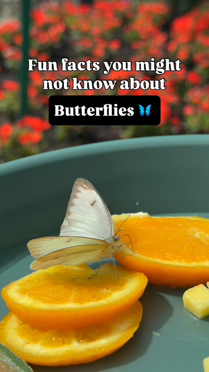 Butterflies are more than just beautiful insects! They play a vital ...
