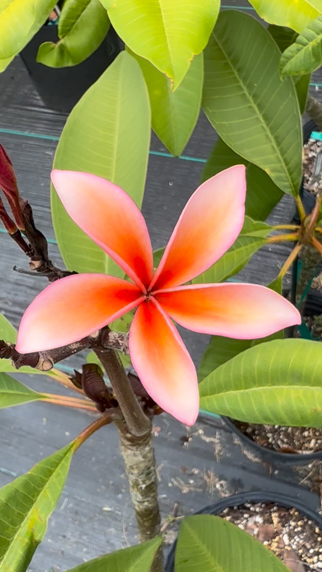 Jungle Jack's J105 plumeria with unique red orange blooms