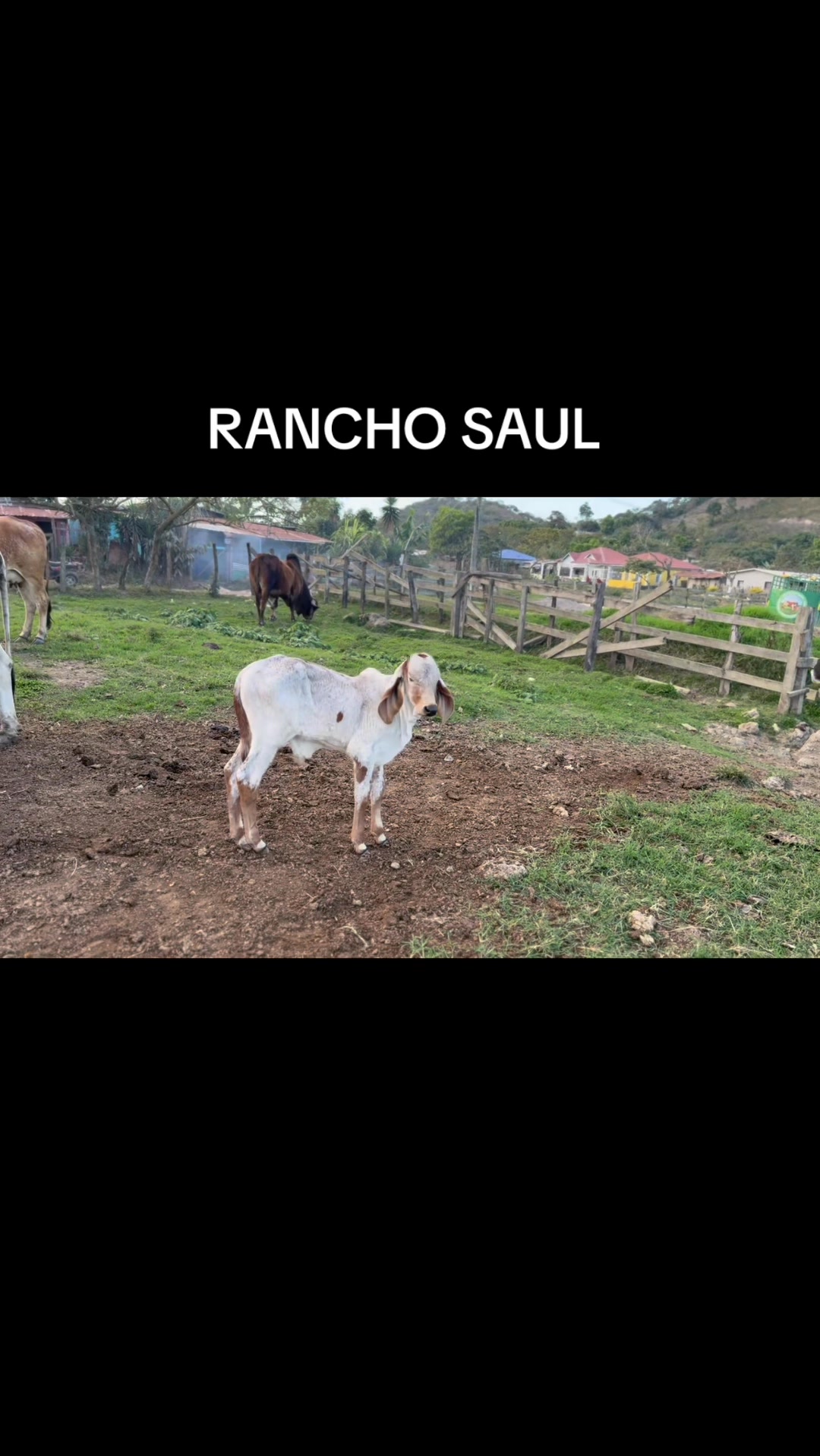 Rancho Saul