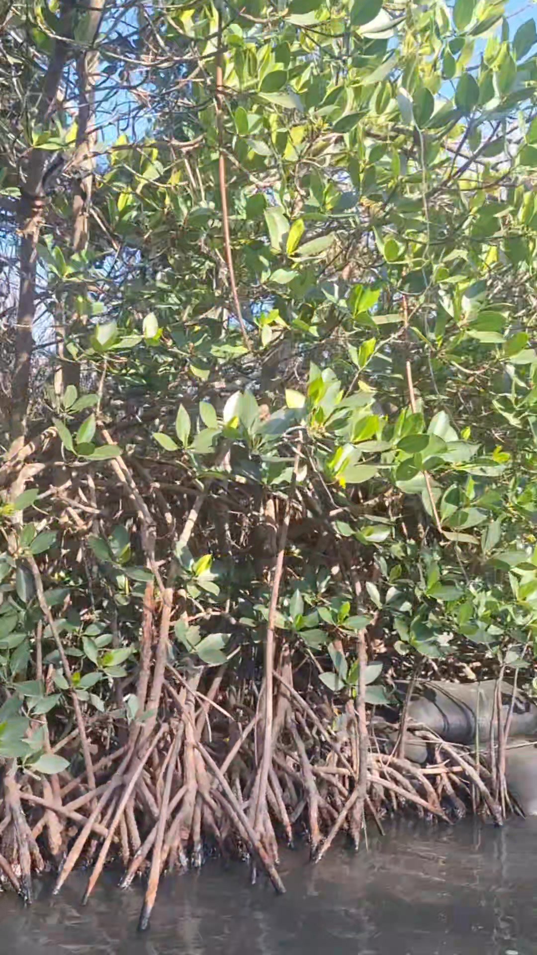〔黃槿 香槿〕 今天長知識了： 黃槿樹在臺灣產於全島平野及濱海地區 為典型海岸線林木 是海岸 漁村優美的防風 遮蔭樹種 多分枝橫向開展 幹上多 ...