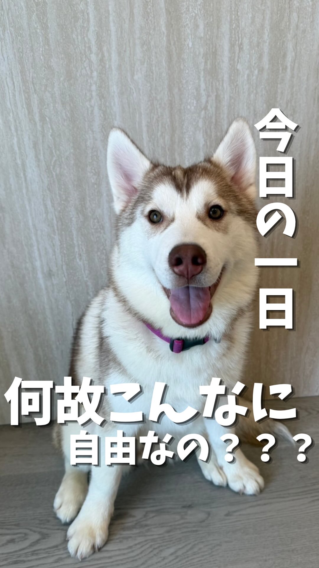 koten pet shop & dog cafe