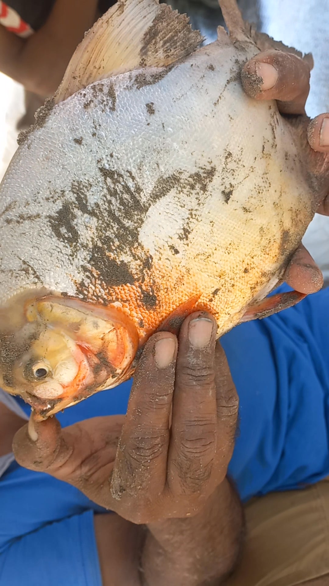Guess the fish, caught from Ravi... Look like Pirana.. | Anglers ...