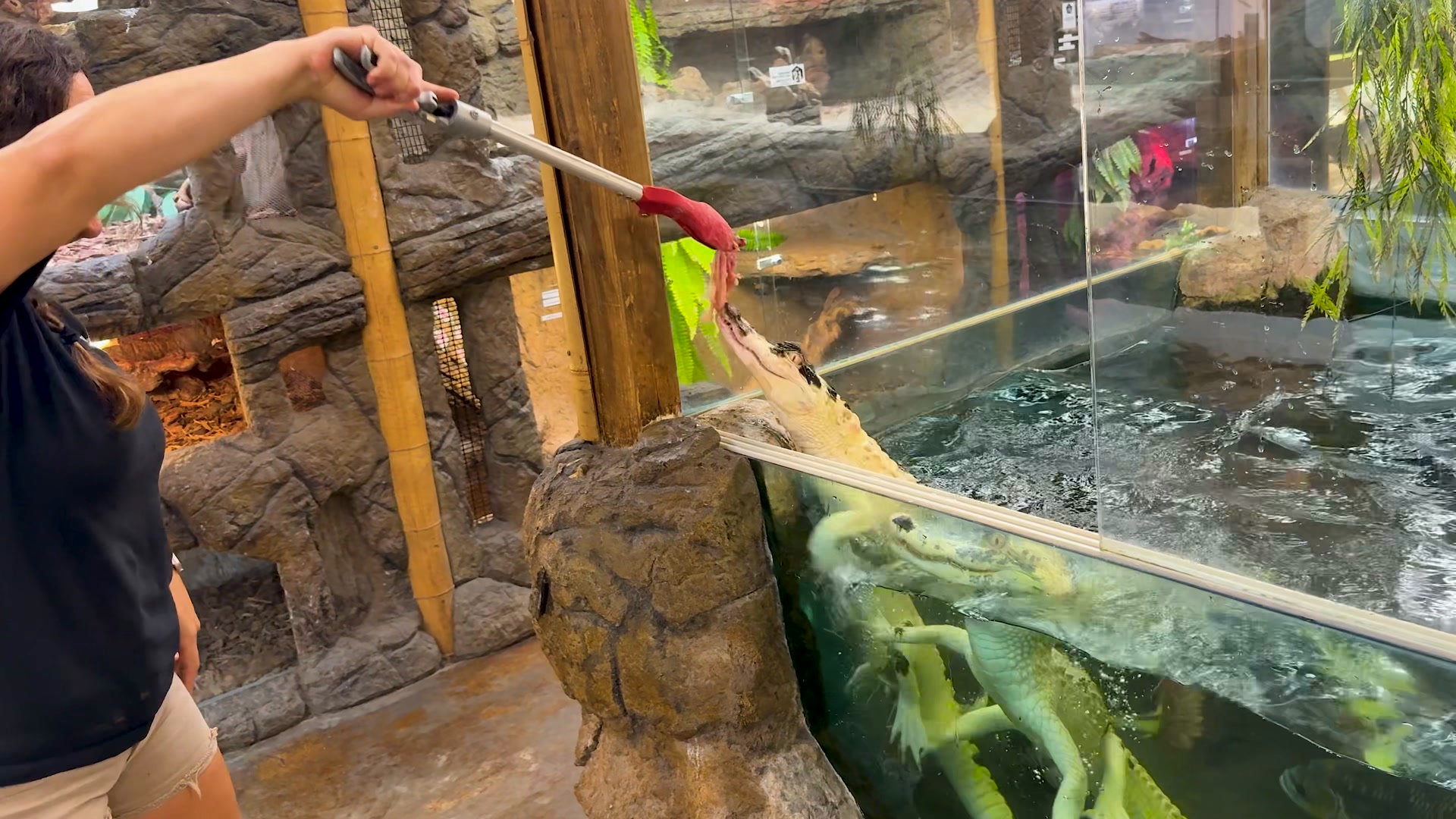Got quite a lot of jumpy guys today, Iguanas and Gators jumping around ...