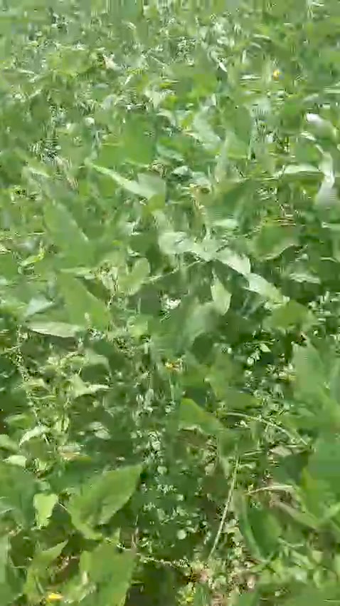 Introduction of podseperator for groundcultivation normal pod ...