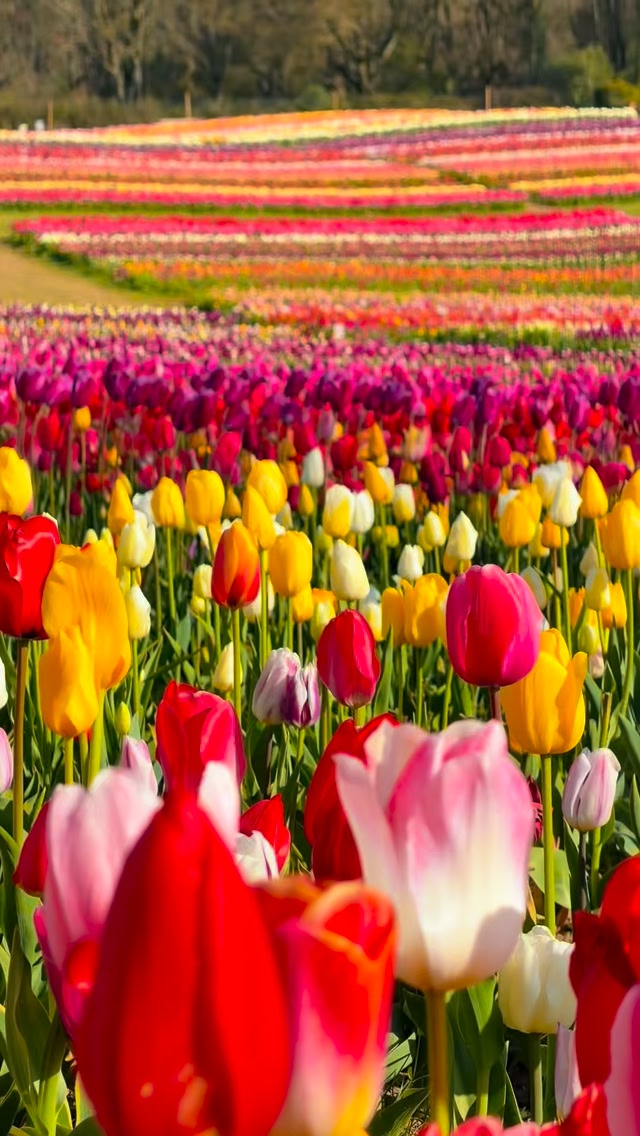 OUR TULIPS ARE NOW IN PEAK BLOOM 🌷 This is the moment. 750,000
