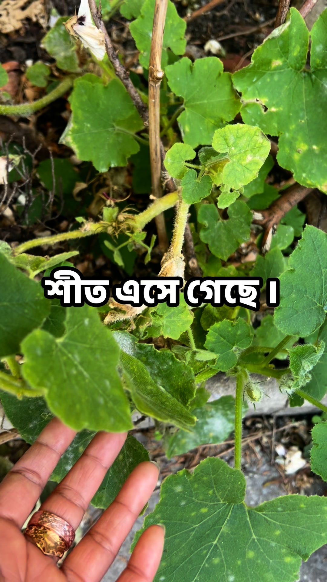 Raseda Mosharrof