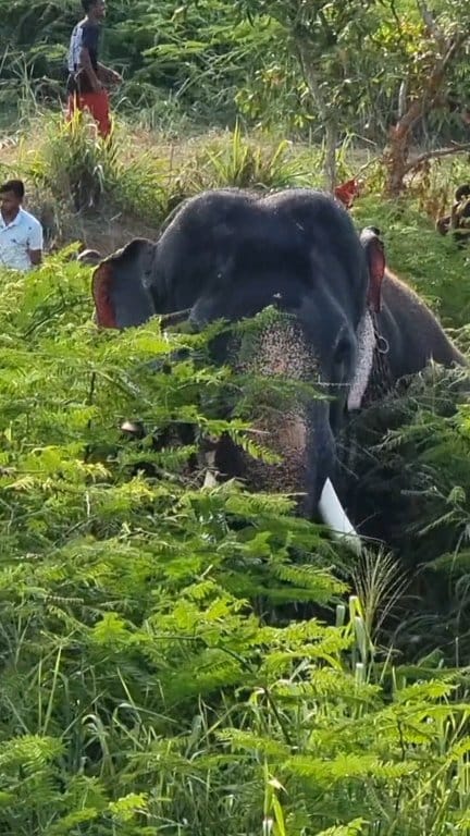 කැලේට රිංගුව කතා පෙට්ටිය|Pulathisi raja #elephant | E TV Ceylon | Facebook