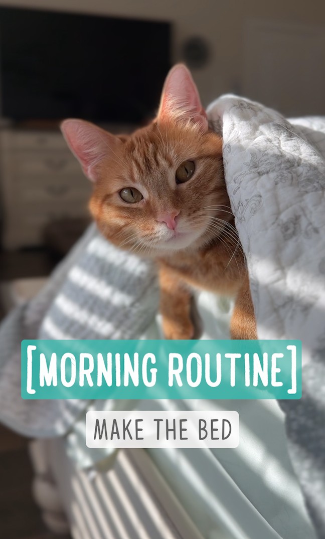 Morning Routine with a Cat Who else plays “Catch the Mouse” while ...
