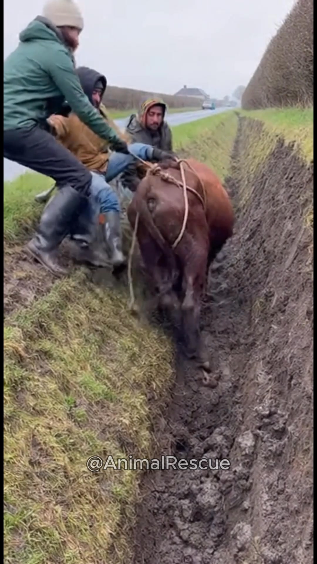 Cow rescued by men from tranch #KindnessMatters #HopeForAnimals # ...