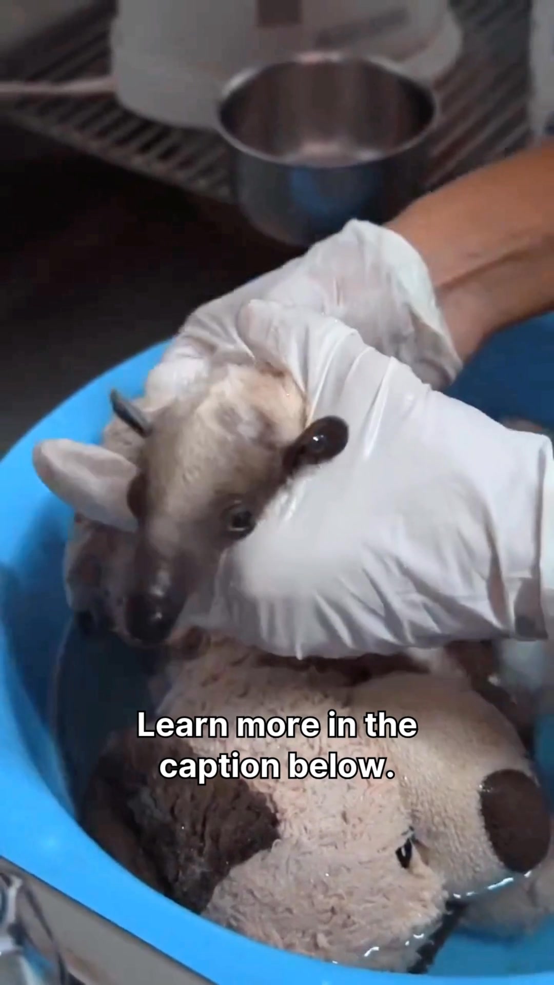 Costa Rica shelters jaguars, scarlet macaws, three-toed sloths, and ...