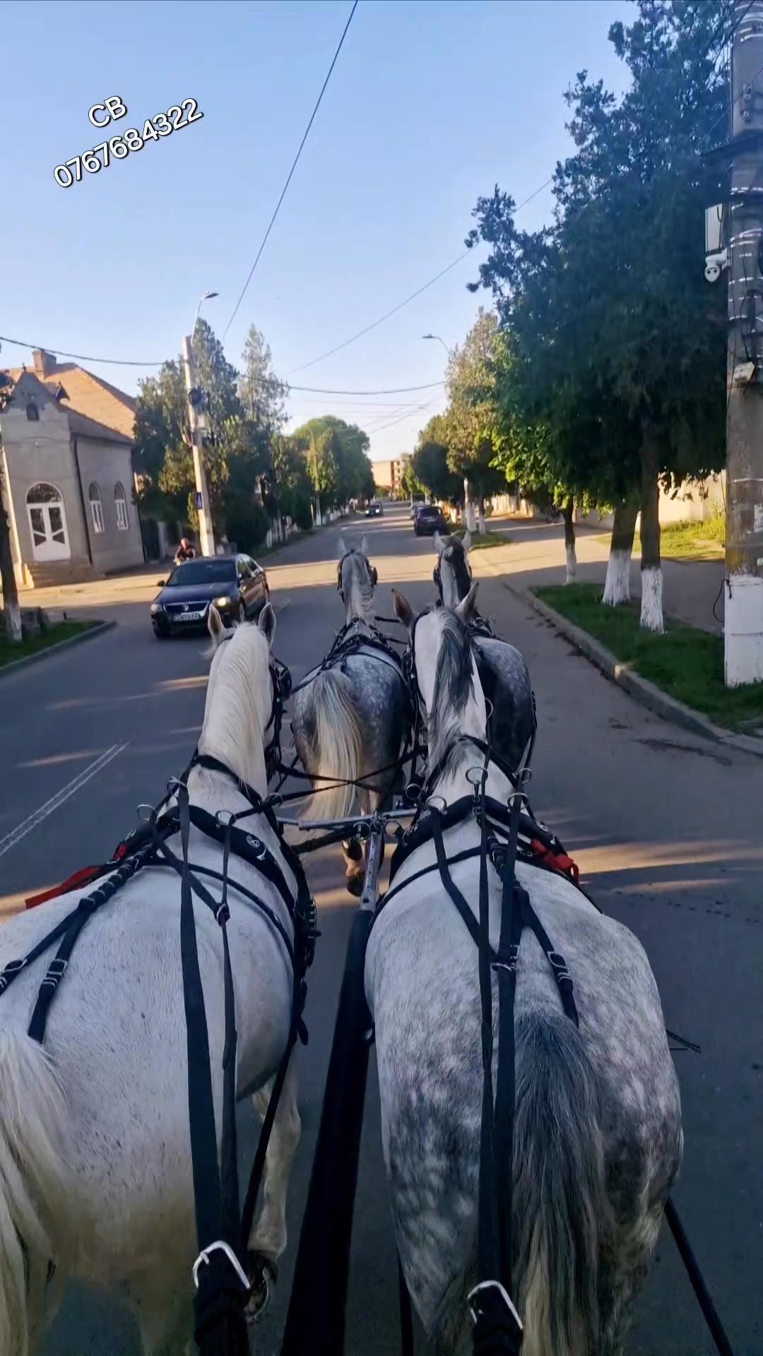 #cai #Trasuri #Romania #CaiOlandezi CaleascaBoiereasca | Costi Bobocu ...