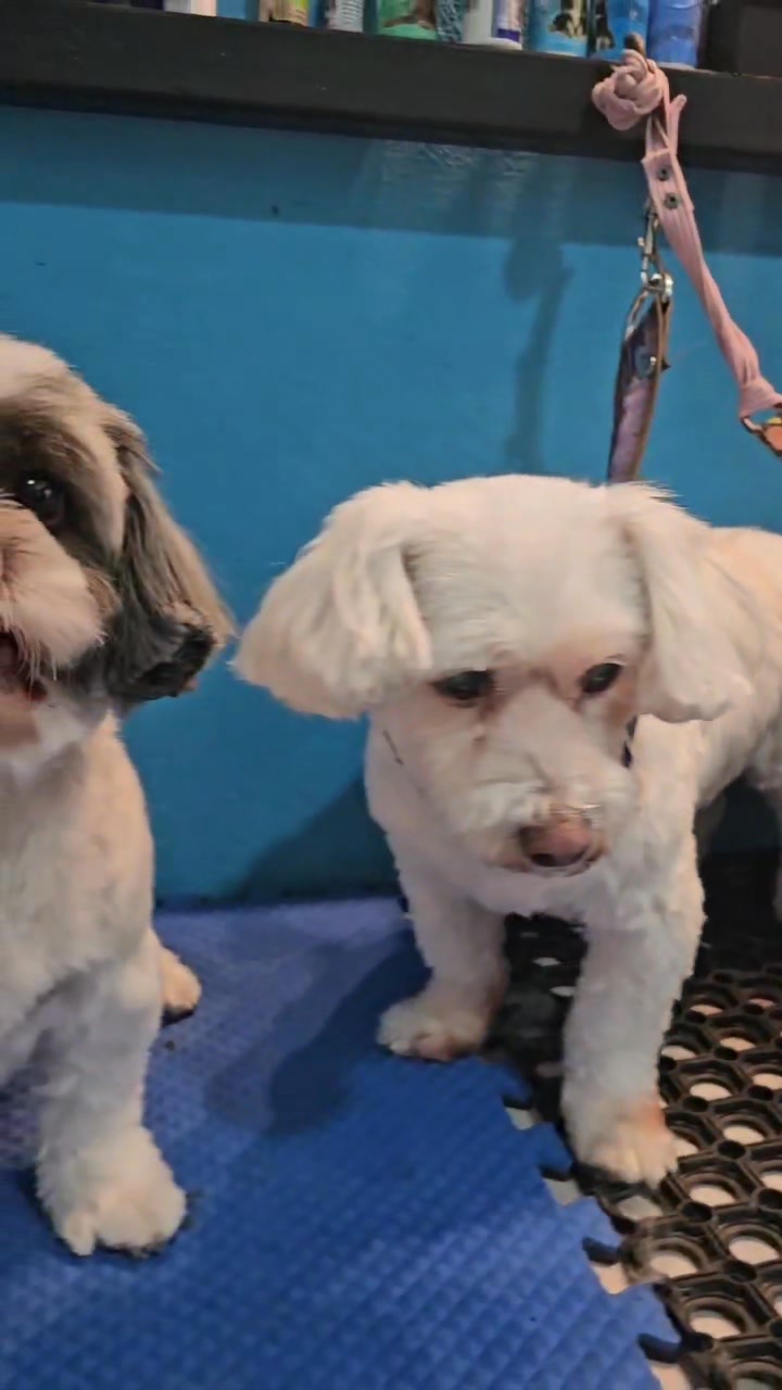 Ricky's Groomin