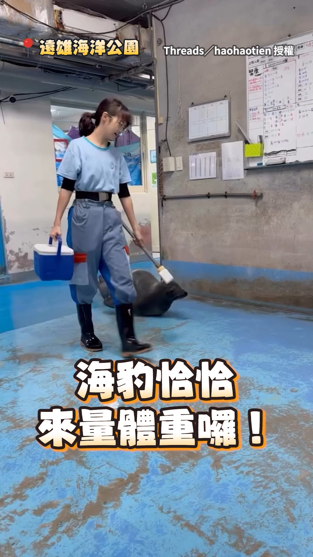可愛的海豹超Q彈～(#01J) 【海豹量體重啦】整隻Q彈移動抖抖跳上體重計超可愛 ️ 影片授權：Threads／haohaotien | 鍵盤 ...