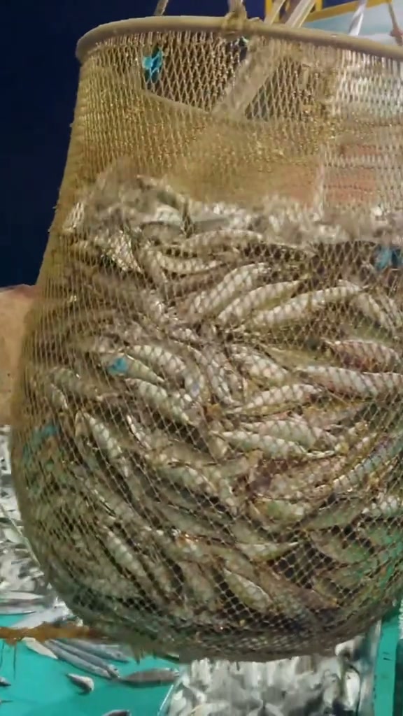 connected fishing net SEASPRO Black Telescoping Aluminum Alloy Rubber Fish Net ergonomic handle provides superior grip and makes this a perfect addition to your current fishing gear for use in salt water and fresh water! CONNECTION Telescopic Landing Net Children