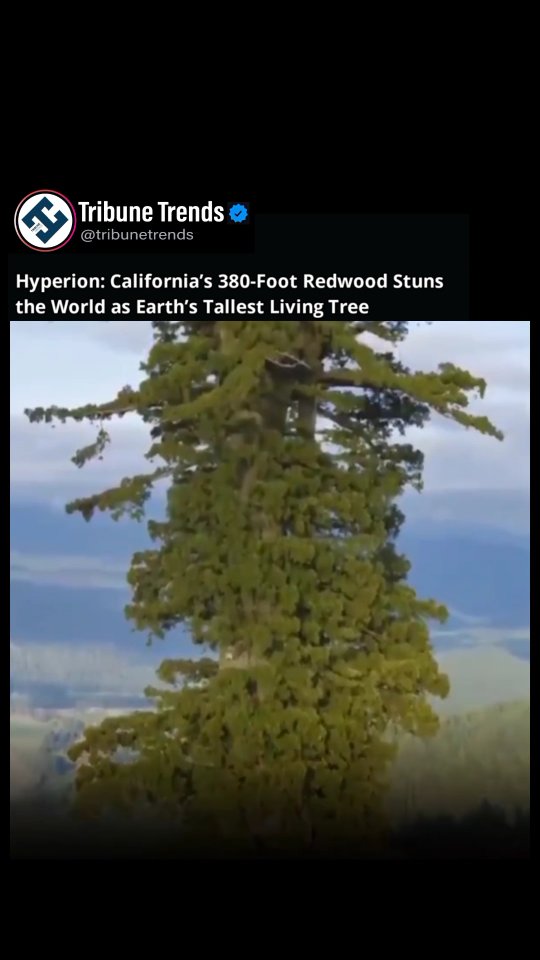 Hyperion, the tallest known living tree on Earth, is a coast redwood in ...