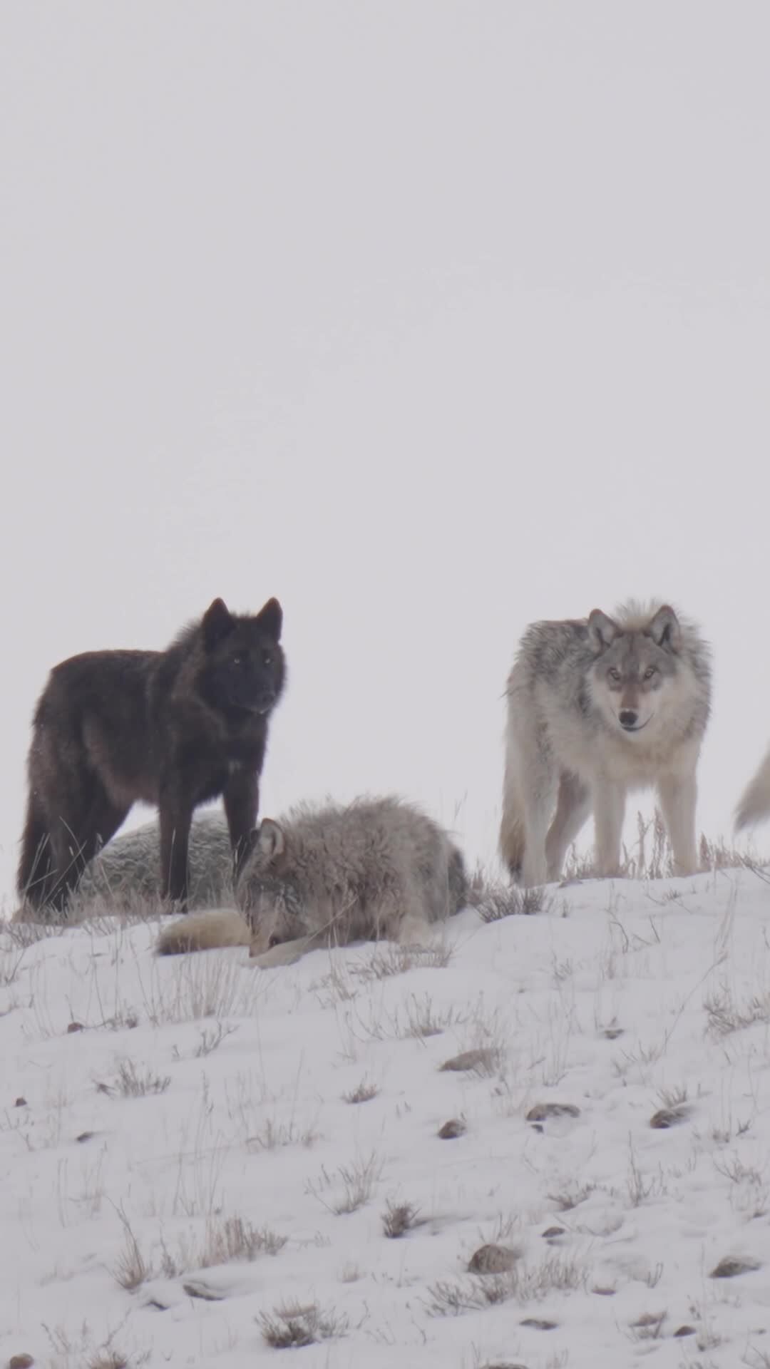 Stay or run?! drop it in the comments. #wolves #yellowstone #stayorrun ...