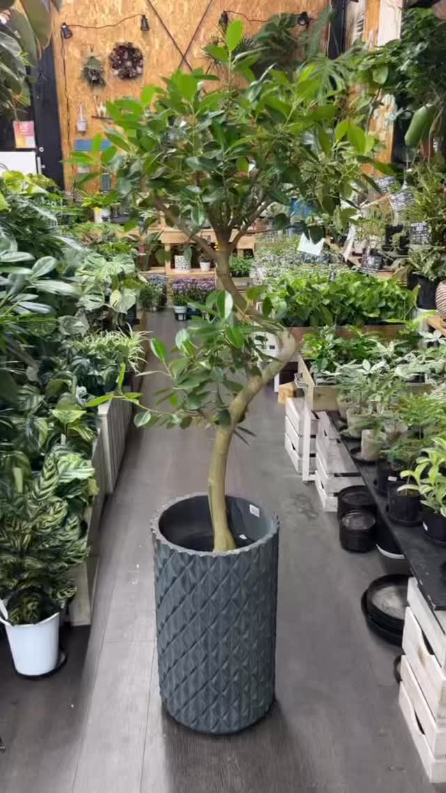 🌿フランスゴム 8寸🌿 ¥7,700（税込） すっきりとした葉と、自然な樹形