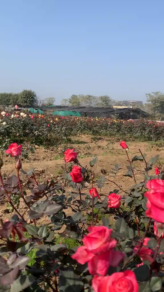 ماشاءاللہ گلاب لگانے کا بہترین موسم ہے یہ انگلش گلاب کے پودے ہیں جو کہ ...