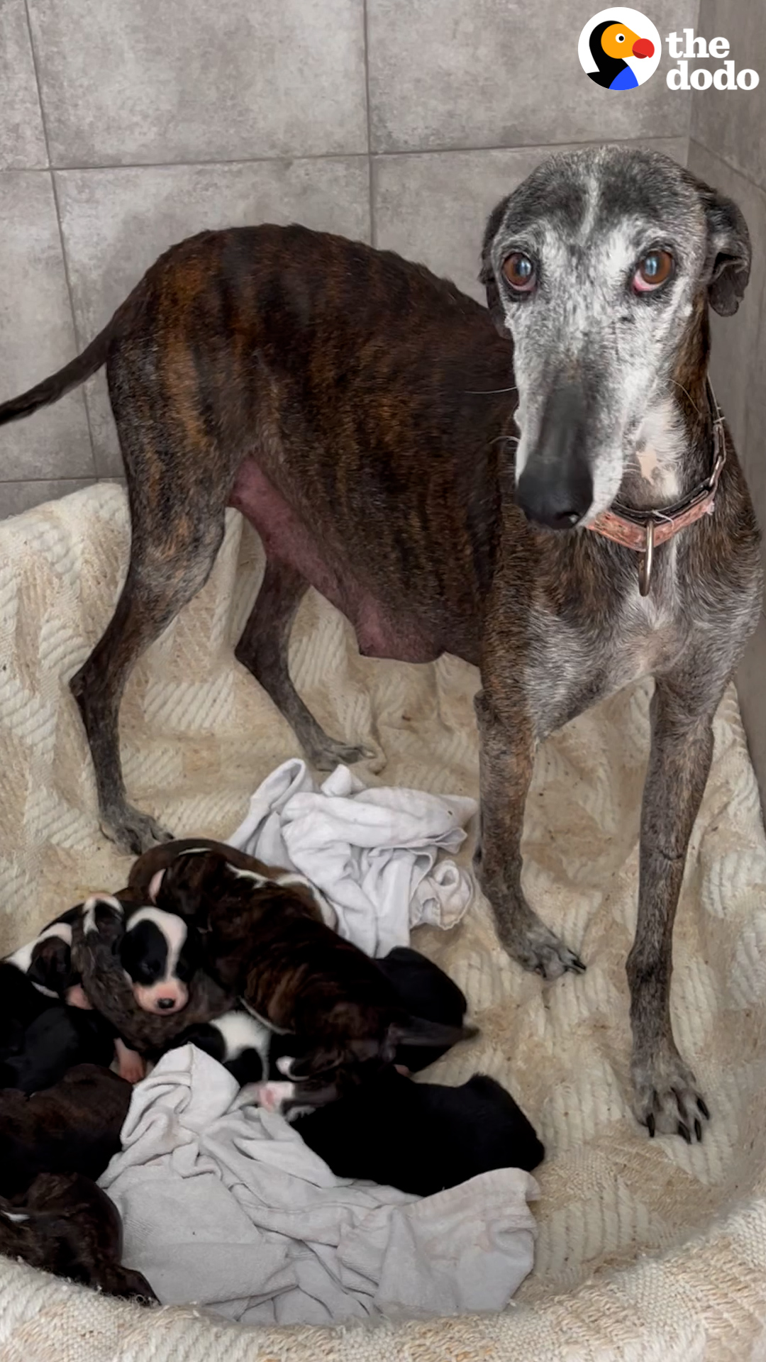 10YearOld Stray Mama Dog Turns Into A Puppy Months After She's