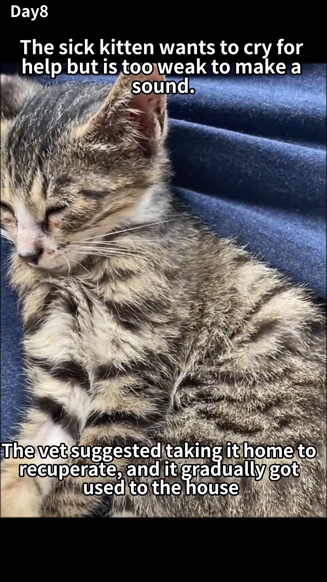 The sick kitten sat weakly by the roadside, wanting to call for help ...