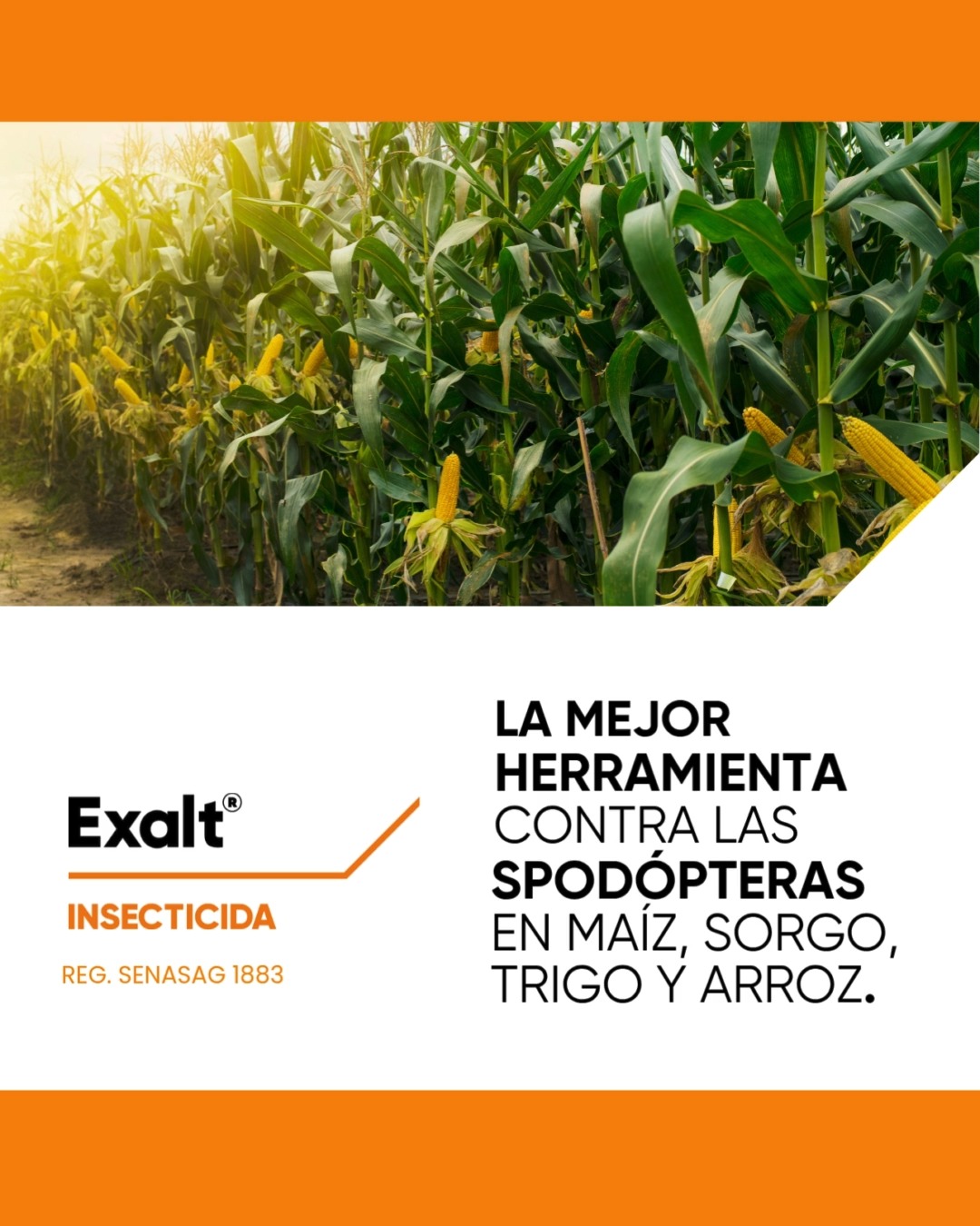 ¿Problemas con el 𝙂𝙪𝙨𝙖𝙣𝙤 𝘾𝙤𝙜𝙤𝙡𝙡𝙚𝙧𝙤? Entonces tenés que conocer 𝗘𝘅𝗮𝗹𝘁 ...