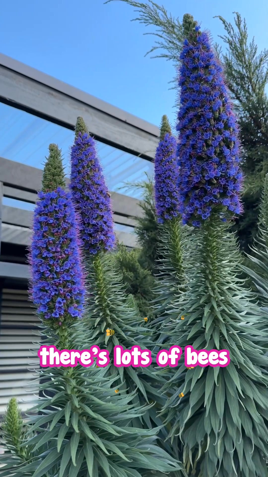 🌸 Echium ‘Pride of... - Hello Hello Plants & Garden Supplies | Facebook