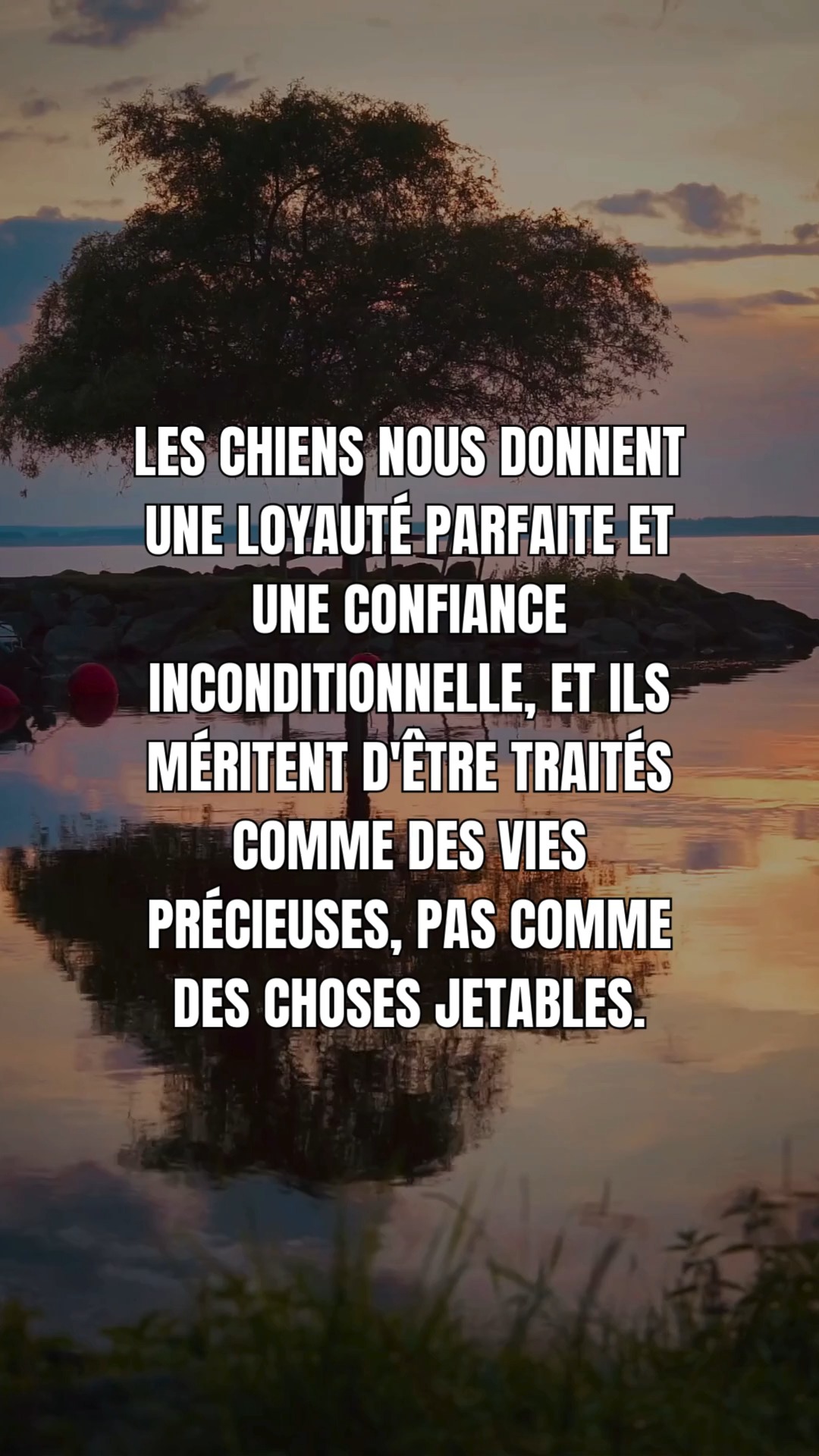 Les chiens nous donnent une loyauté parfaite et une confiance ...