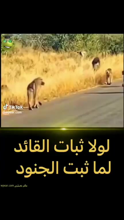 أغنية بابا أوتي مترجمة للعربية #أين_أنت_يا_أبي - ع مـــــــ أأر | رجفة قلم