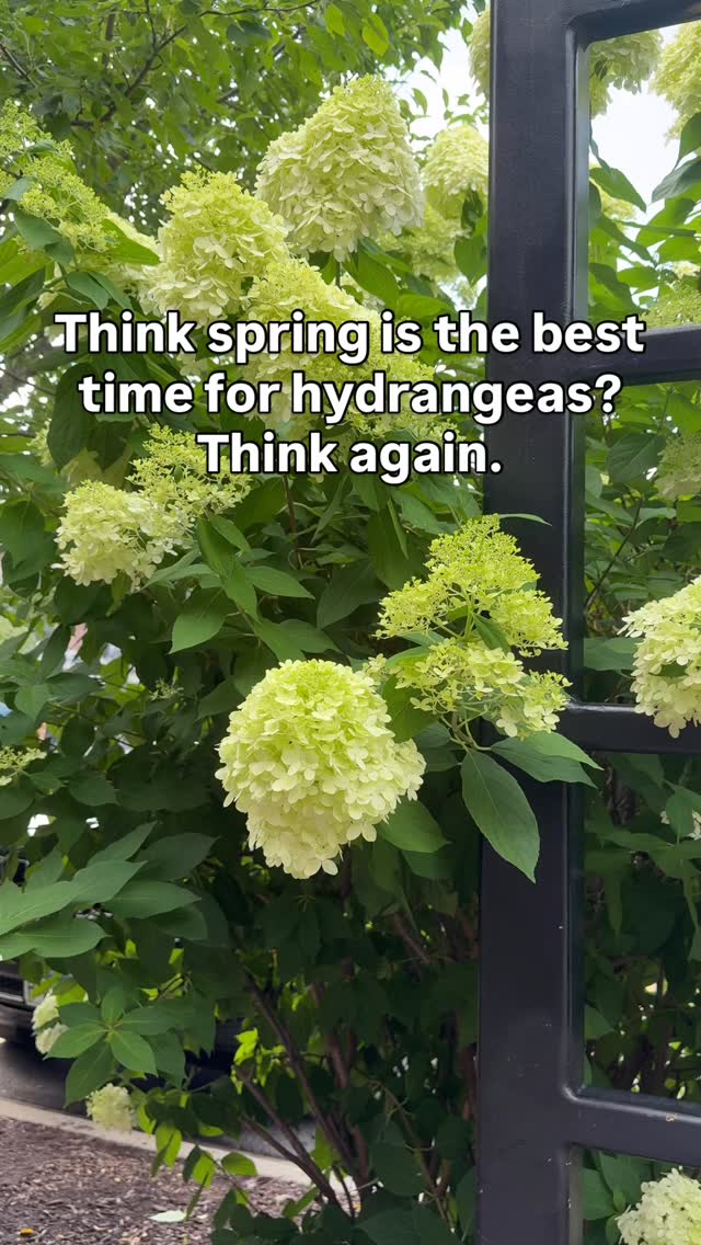 Think spring is the best time to plant hydrangeas? Fall actually gives ...