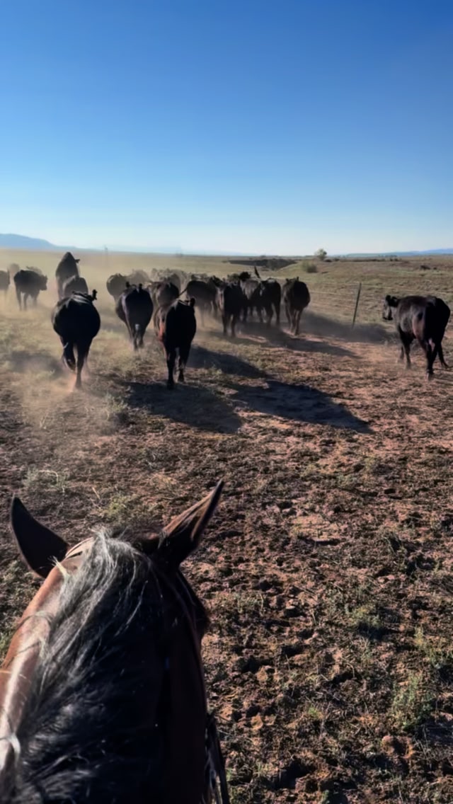 Labor Day weekend finds us right where we belong, on the ranch. Hard ...