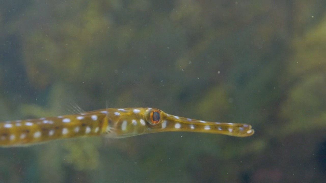This striking fish is a cornetfish. These long, slender fish can grow ...