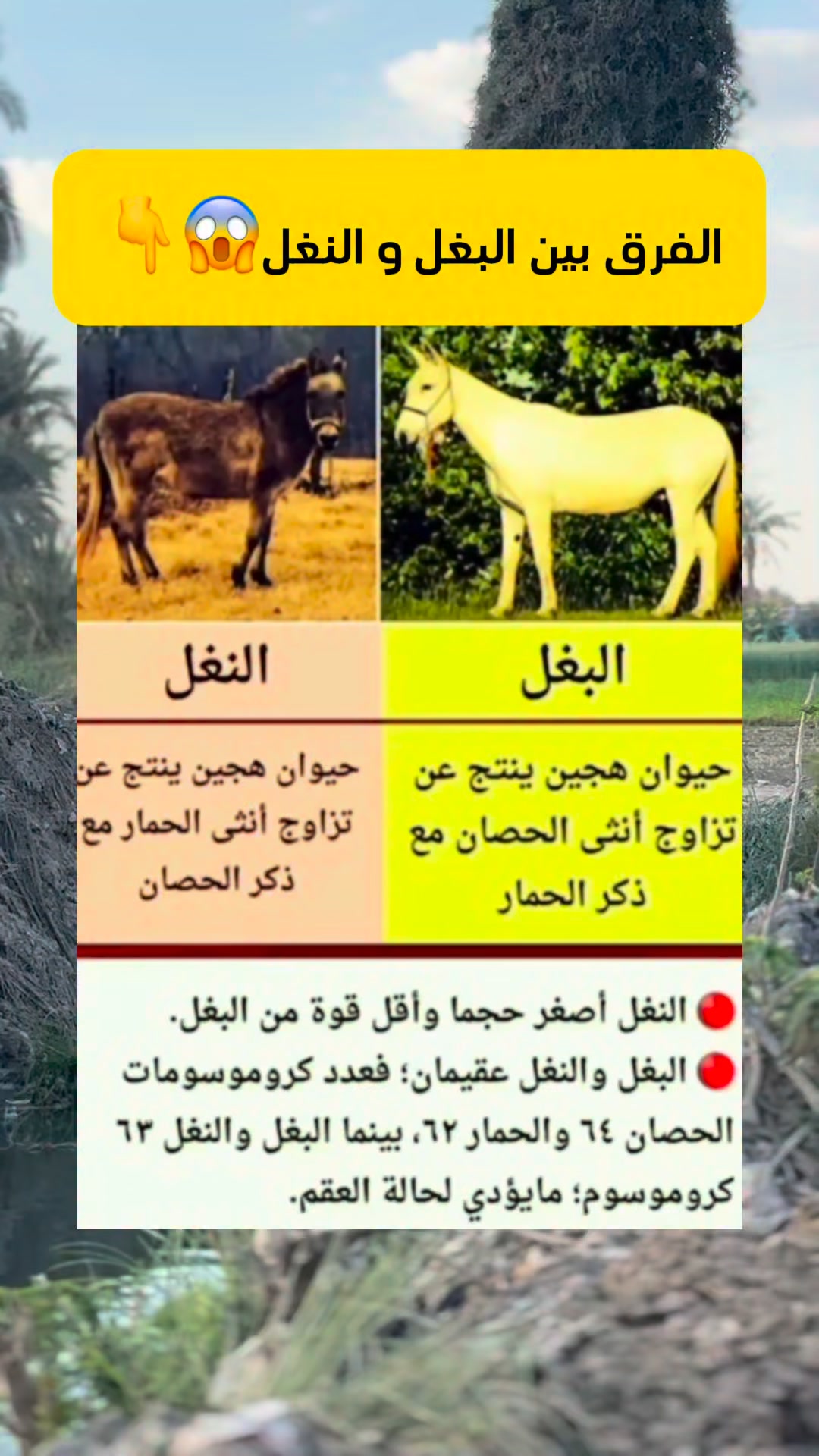 الفرق بين البغل و النغل🤔 #فكره | مجلة هل تعلم ؟ | Facebook
