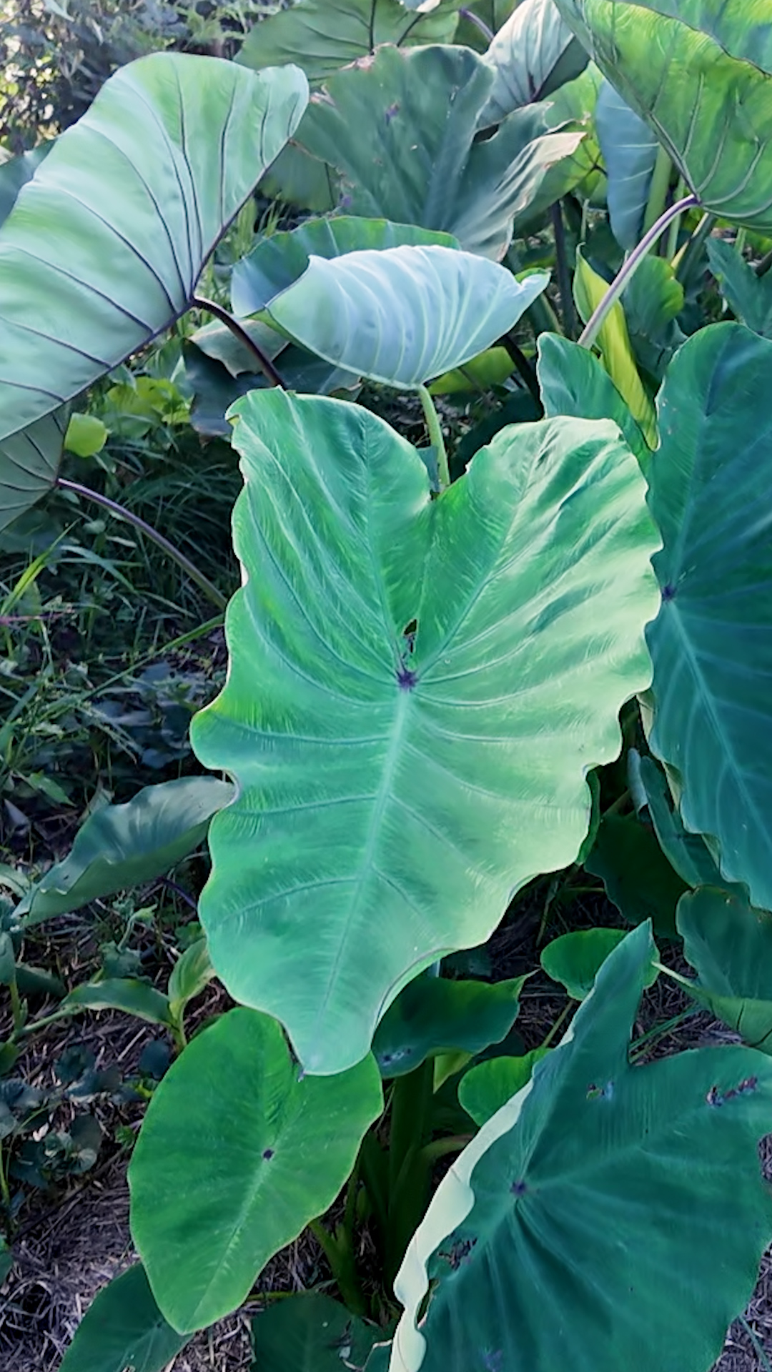 Japanese taro: a near-perennial root crop with endless yield