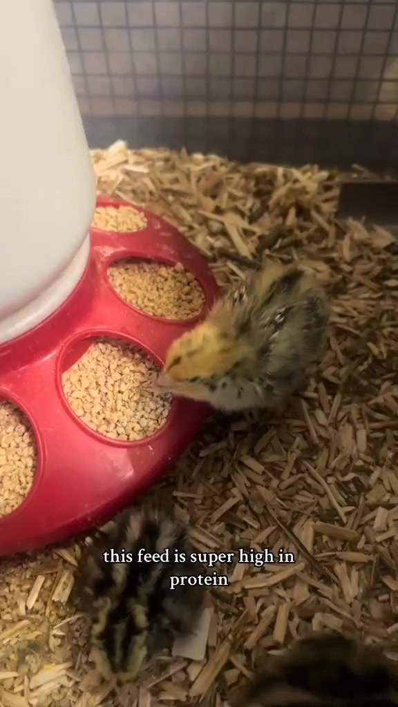 Picture of Part 2 High protien chick feed! 🐥 Quails require high protien to ...