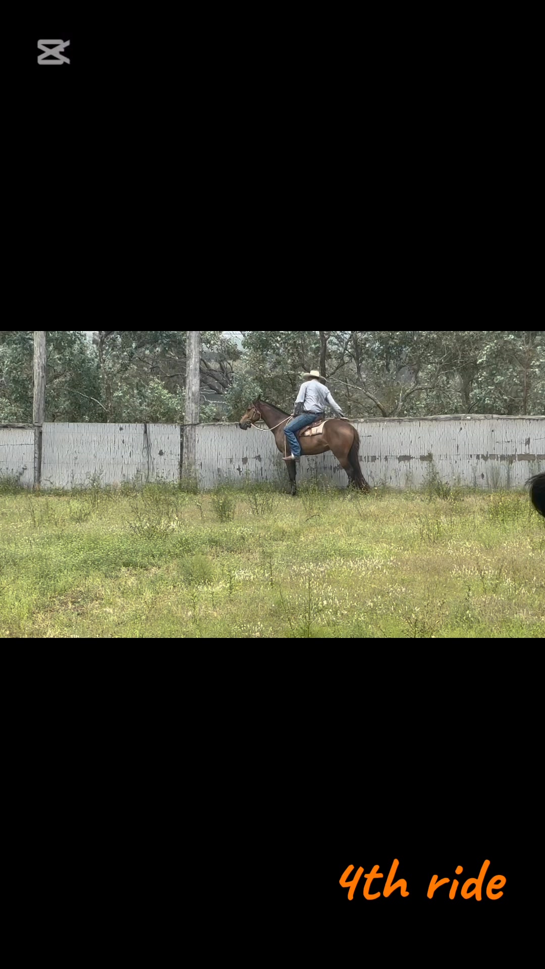 Stockhaven Reckless HSH just 4 rides in with his breaking program, with ...
