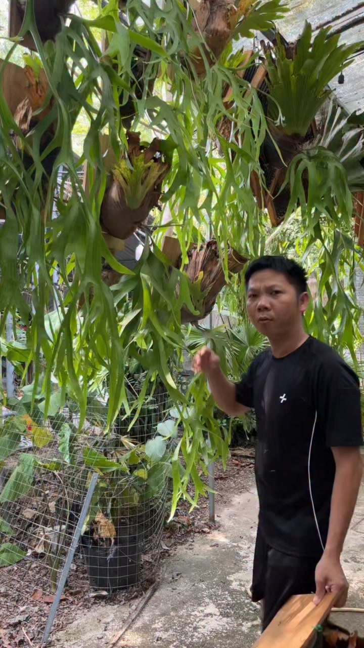 một dòng ổ rồng ngoại nhập đẹp và dễ chăm sóc #huykiengla #caytrongnha ...