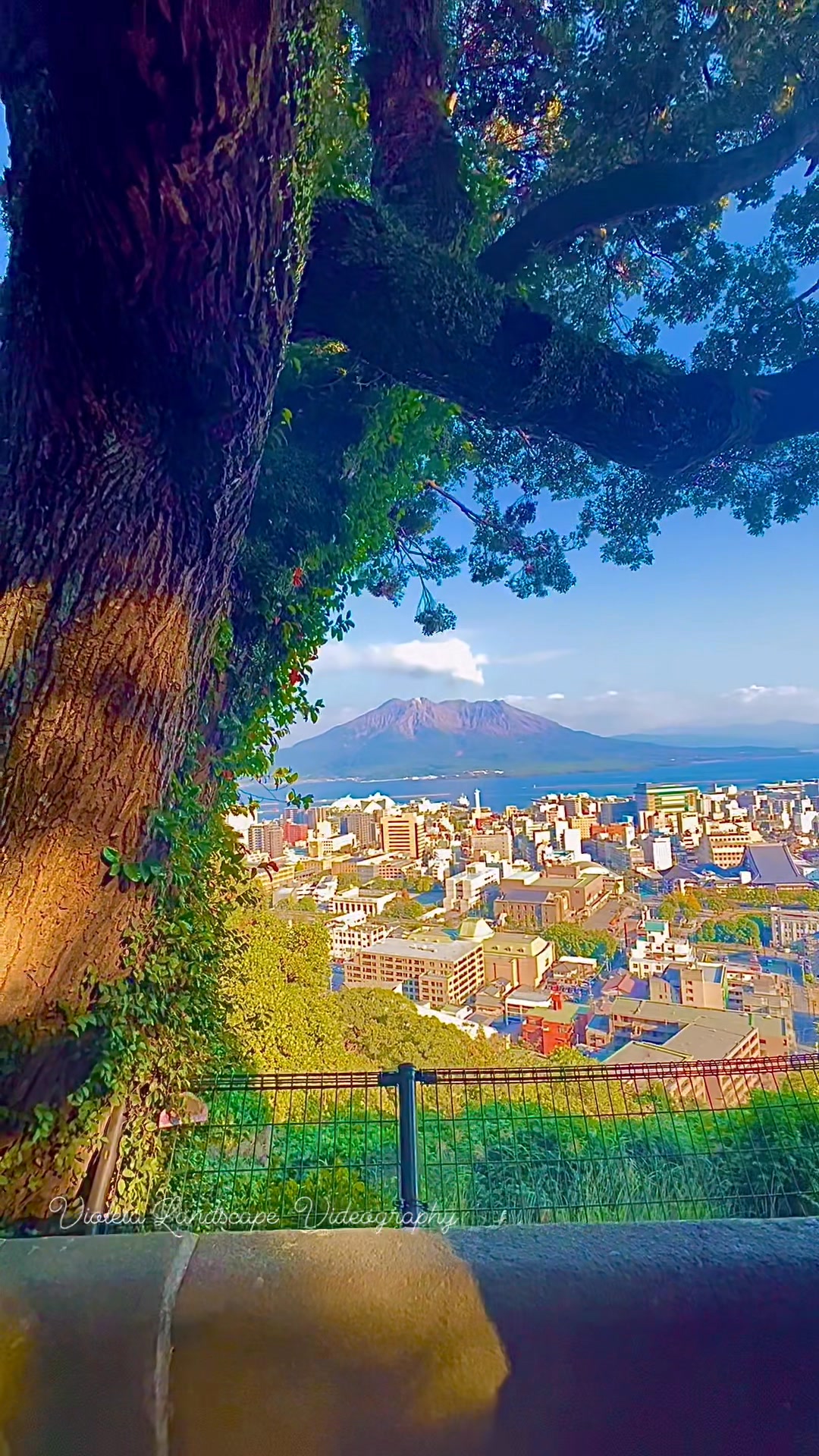 Sakurajima sunrise view from Shiroyama observation deck
