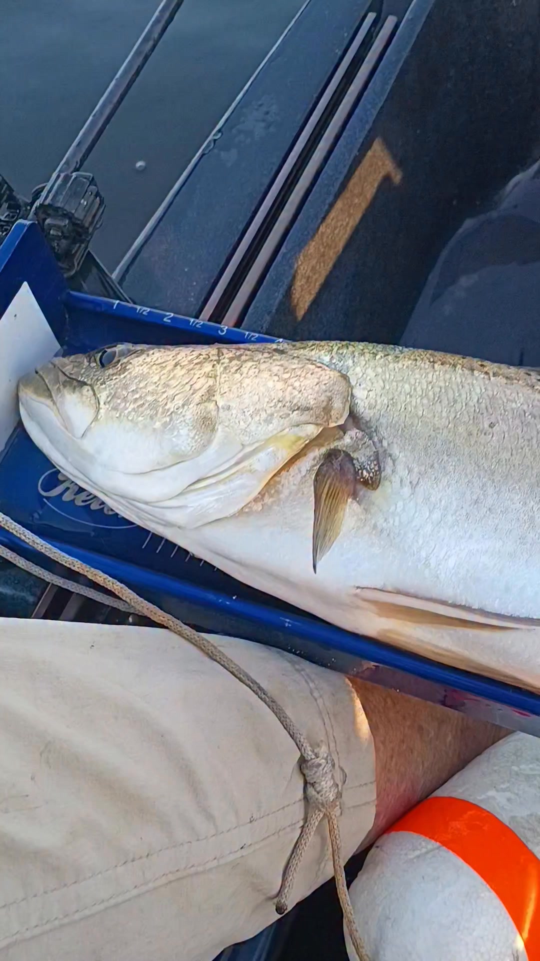 shimano alivio rod price Tele Shimano Alivio Slim TE Fishing Shimano Backbone 5'5″ Spin Trout Unlimited Size:90 Silent
