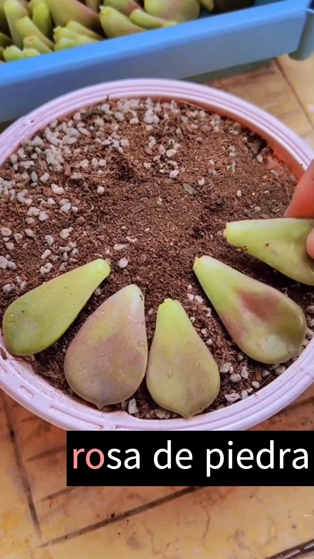 Cómo hacer plántulas de rosa de piedra usando solo las hojas #exito # ...