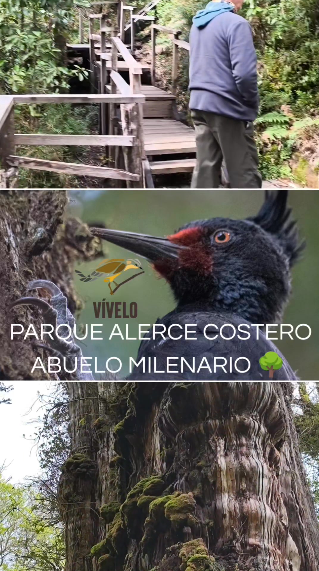 Vívelo Excursiones | Valdivia