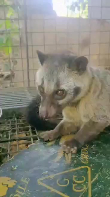 The Philippine Palm Civet or 
