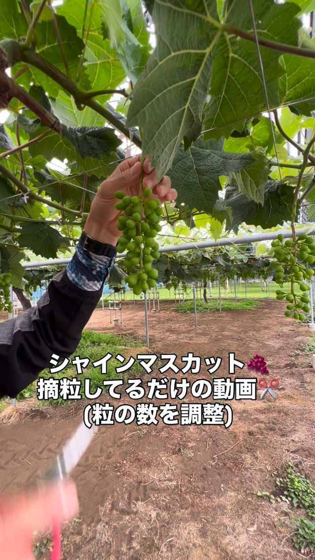 ぶどうの摘粒(粒の数を調整する作業)をしてます✂️ なかなか終わら