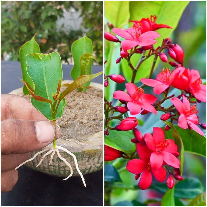 Easy & Simple way Jatropha integerrima plant from single Leaf