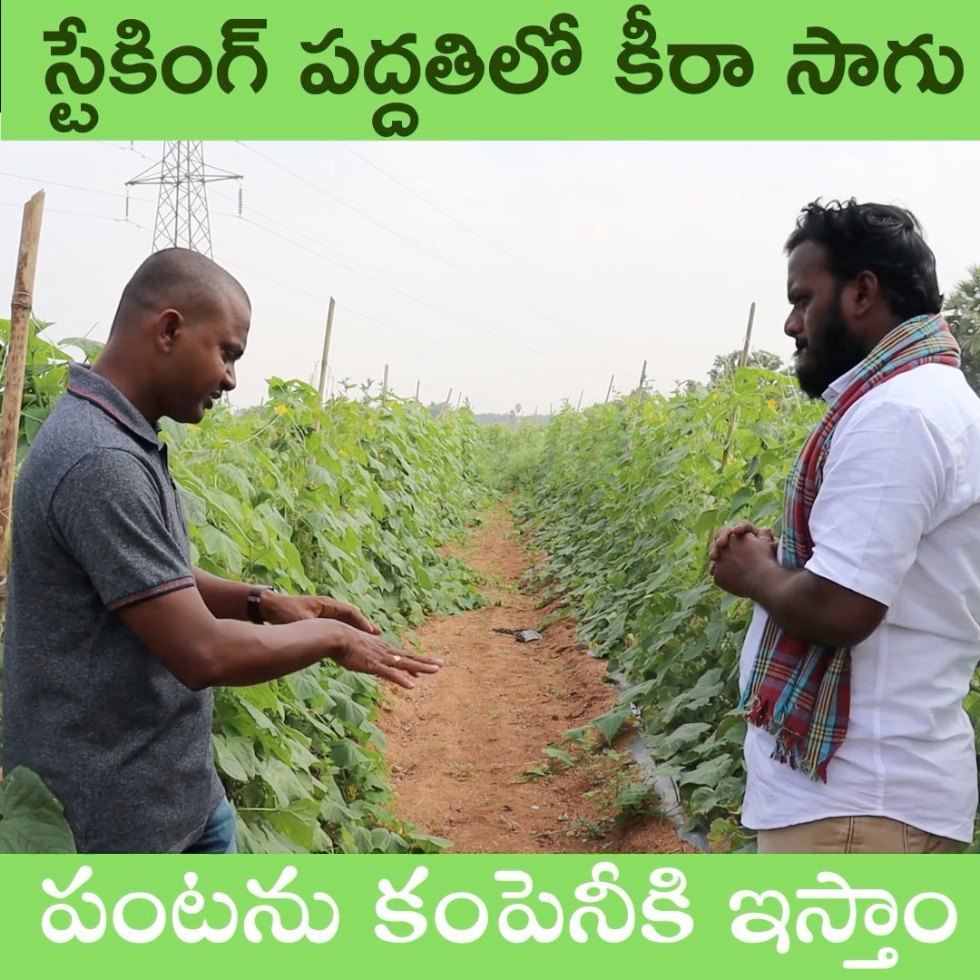 స్టేకింగ్ పద్దతిలో కీరా సాగు పంటను కంపెనీకి ఇస్తాం #rythubadi # ...