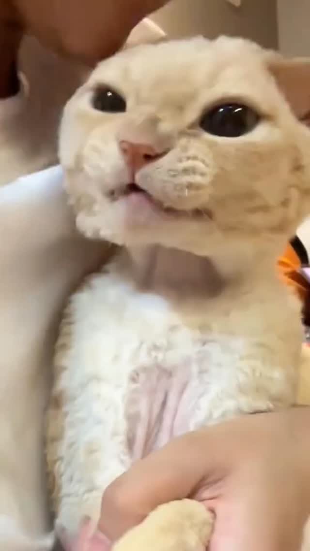 Cutee and sillly ahh carrs🙀😸 - - - #cats #foryoupage #blowthisup # ...