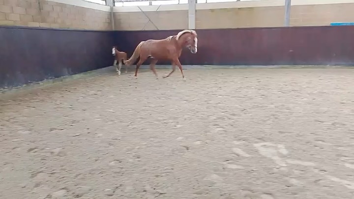 Come True FZ Filly 2026 Comme il Faut x Dominator x Echo van't