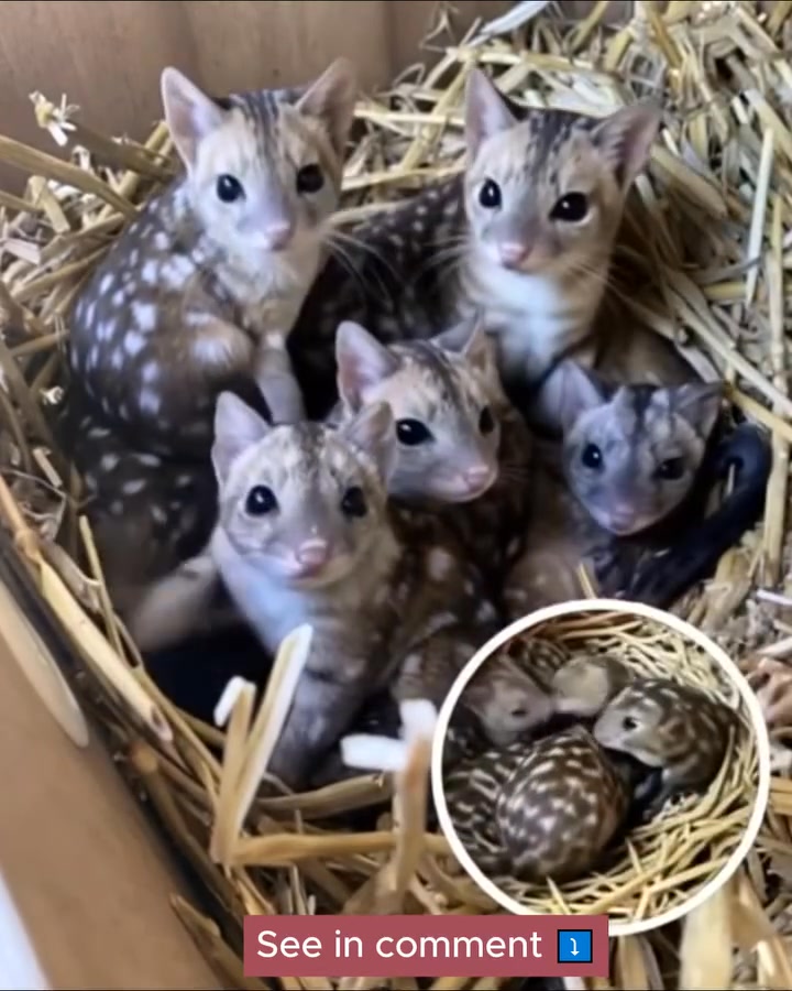 Group Discovers Unusually Spotted Creatures, Stunned When They Realize ...