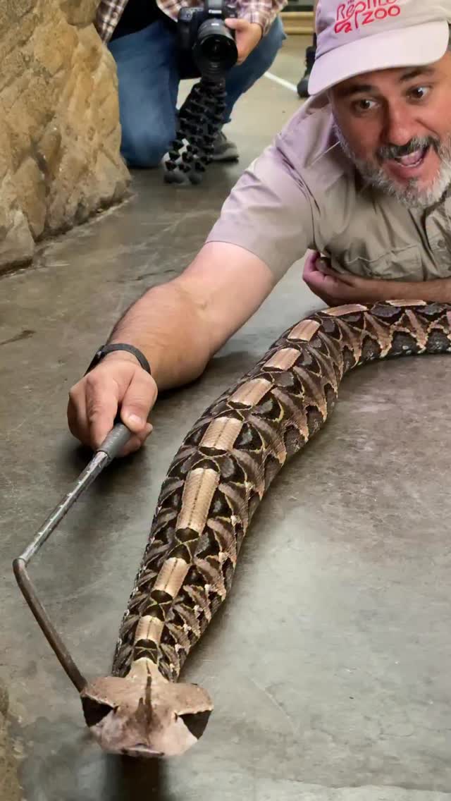 This is a Gaboon Viper and it is slithering away😮 These guys have the ...