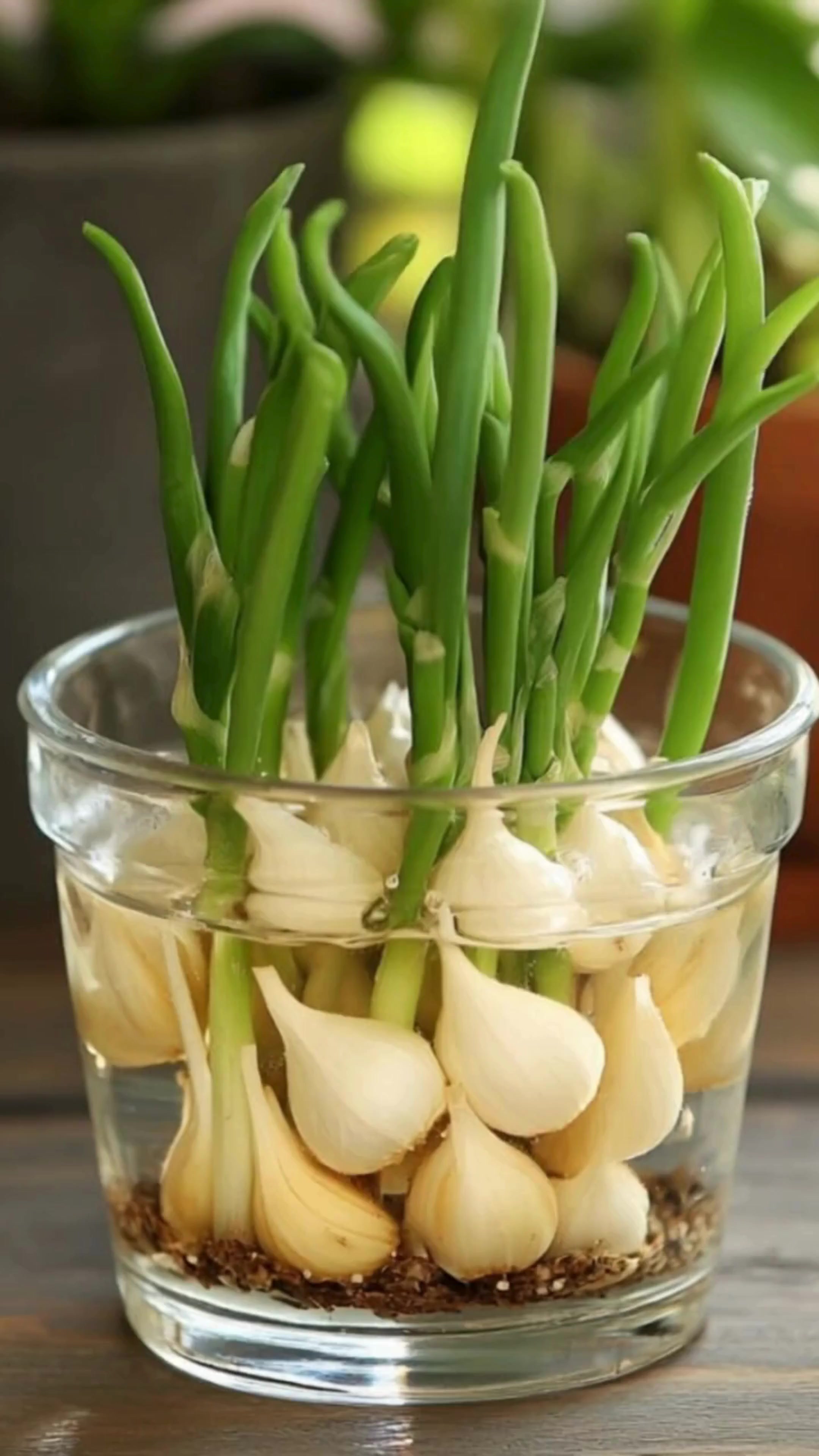 How to Grow Garlic in Water: A Simple Indoor Gardening Method Growing ...