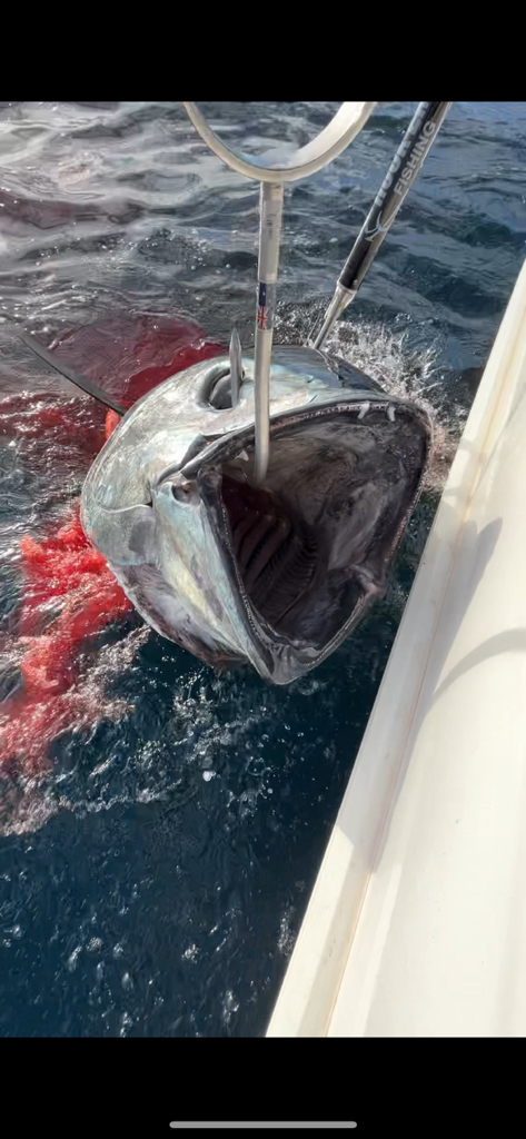 Big angry tuna! Open up wide 🐟 #tuna #fishing #barrel #giant #fish | OJ ...